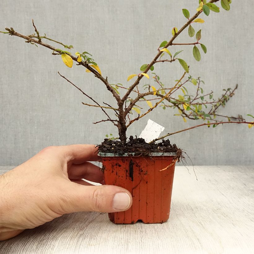 Exemplaar van Cotoneaster suecicus Skogholm - Dwergmispel Kweekpotje van 8/9 cm zoals geleverd in de herfst