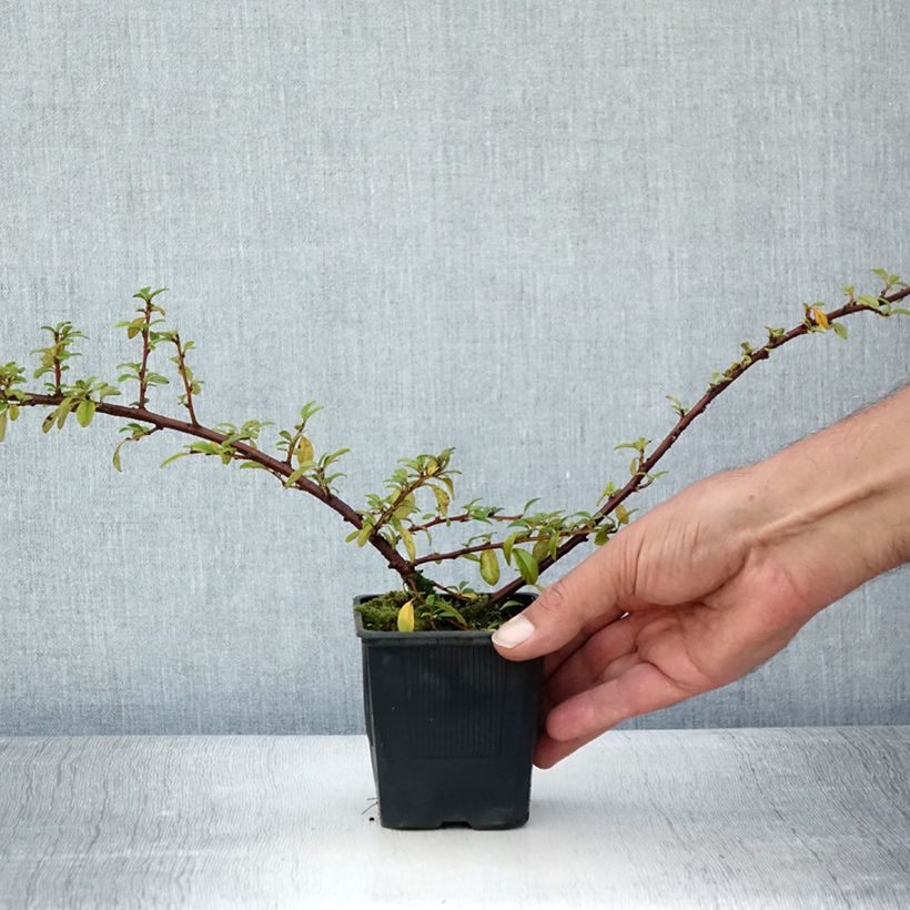 Exemplaar van Cotoneaster suecicus Skogholm - Dwergmispel Kweekpotje van 8/9 cm zoals geleverd in de zomer