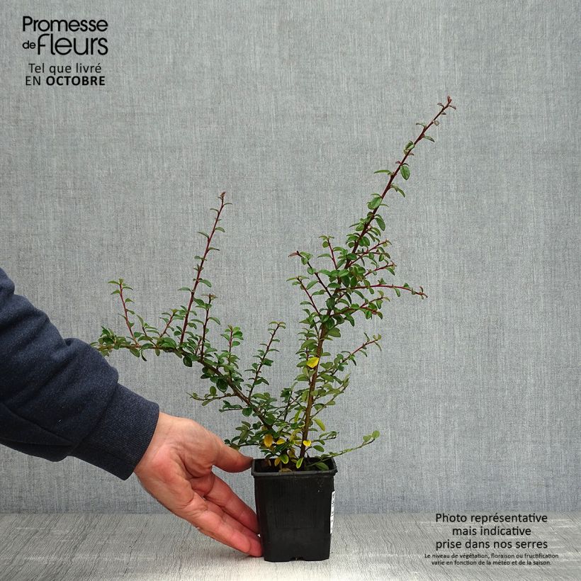 Exemplaar van Cotoneaster suecicus Coral Beauty - Dwergmispel Kweekpotje van 8/9 cm zoals geleverd in de herfst