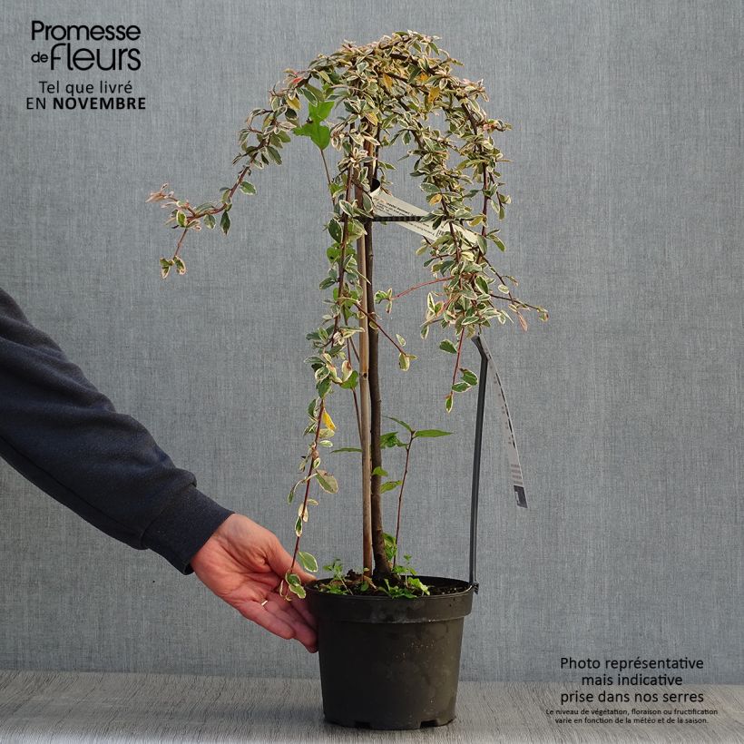 Exemplaar van Cotoneaster suecicus Juliette - Dwergmispel Pot van 4 l/5 l, Stengel zoals geleverd in de herfst
