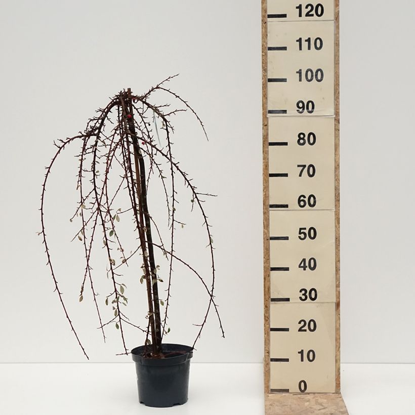 Example of Cotoneaster Erlinda - Dwergmispel Pot van 3 l/4 l, Stengel as you get in hiver