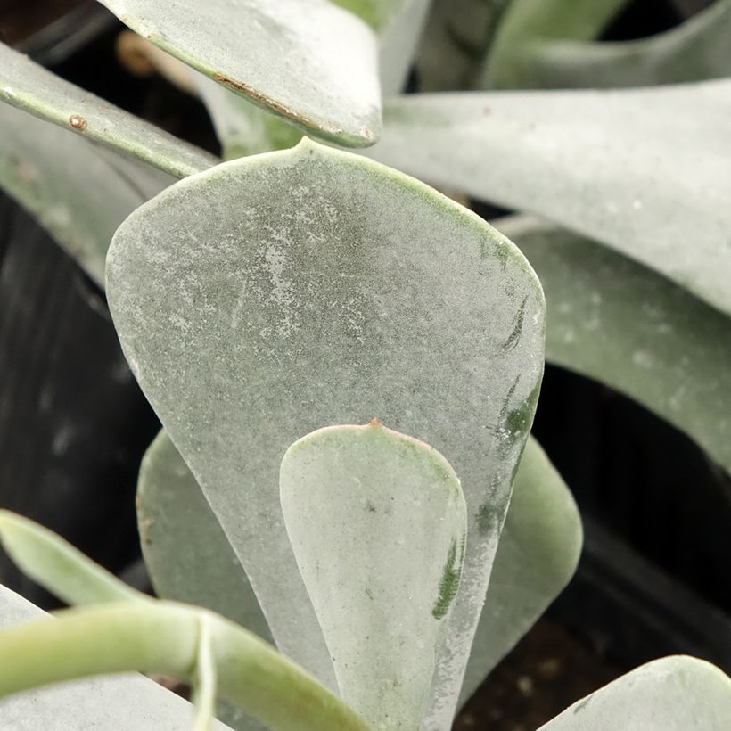Cotyledon orbiculata Silver Dollar (Blad)