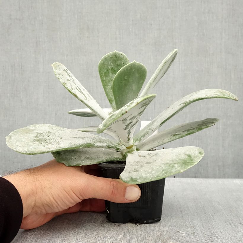Exemplaar van Cotyledon orbiculata Silver Dollar Kweekpotje van 8/9 cm zoals geleverd in de herfst