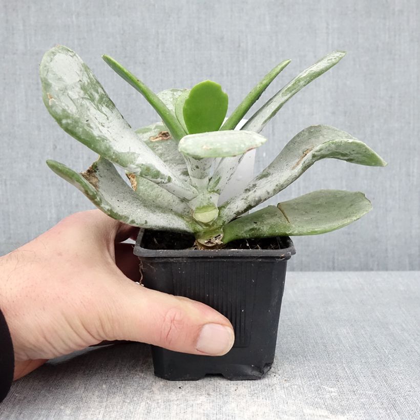Exemplaar van Cotyledon orbiculata Silver Dollar Kweekpotje van 8/9 cm zoals geleverd in de winter