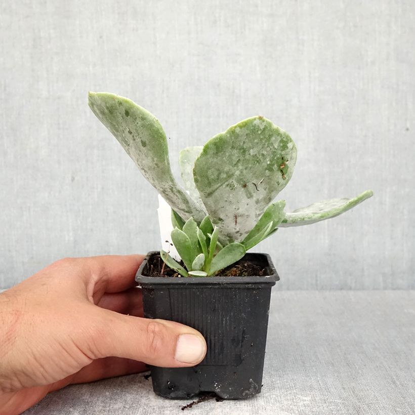 Exemplaar van Cotyledon orbiculata Silver Dollar Kweekpotje van 8/9 cm zoals geleverd in de lente