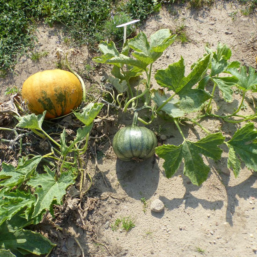 Oliepompoen Miranda (Groeiplaats)