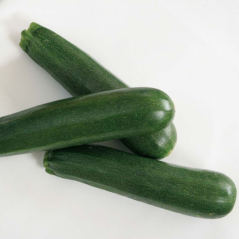 Courgette Kimber F1 (jonge planten - geënt) (Oogst)