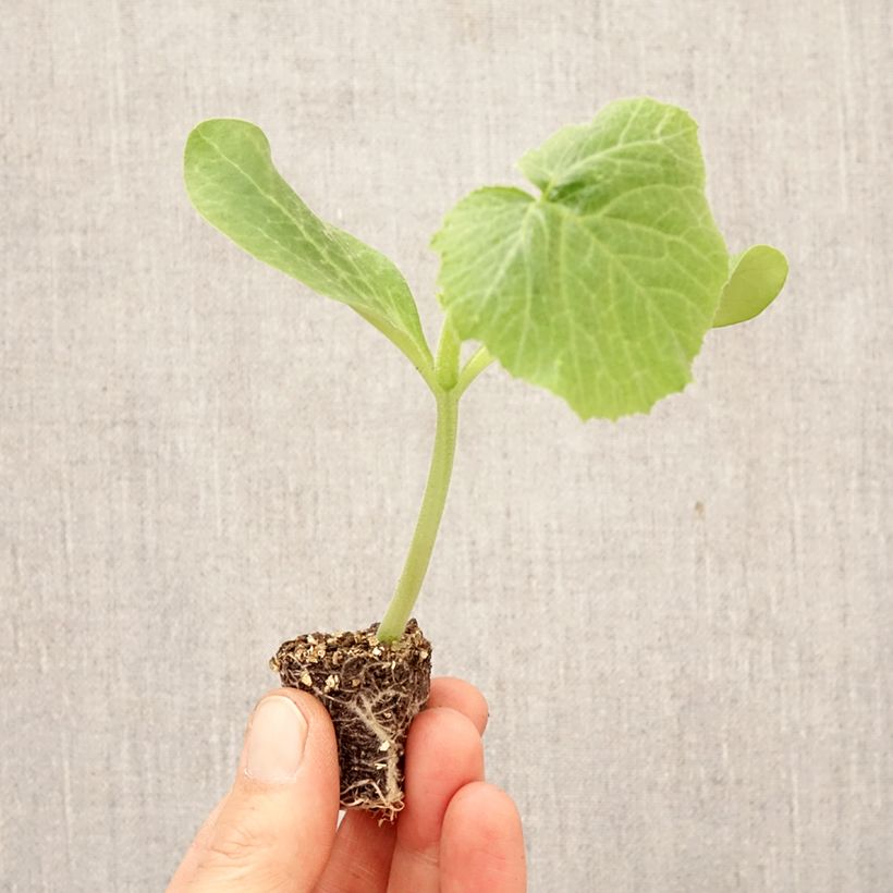 Exemplaar van Courgette Sure Thing F1 (jonge planten) Mini-mot Ø 3/4 cm zoals geleverd in de lente