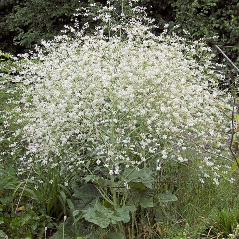 Crambe cordifolia - Bolletjeskool (Groeiplaats)