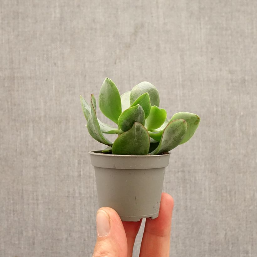 Exemplaar van Crassula arborescens Curly Grey - Jadeplant Mini-kamerplanten zoals geleverd in de lente