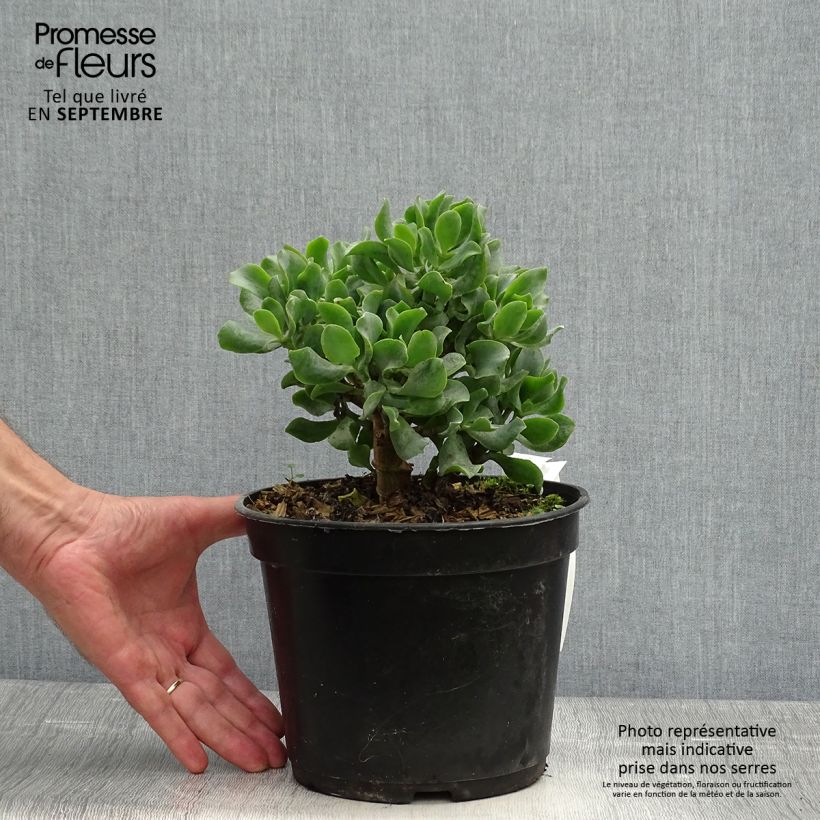 Exemplaar van Crassula arborescens Curly Grey Pot de 3L/4L zoals geleverd in de herfst