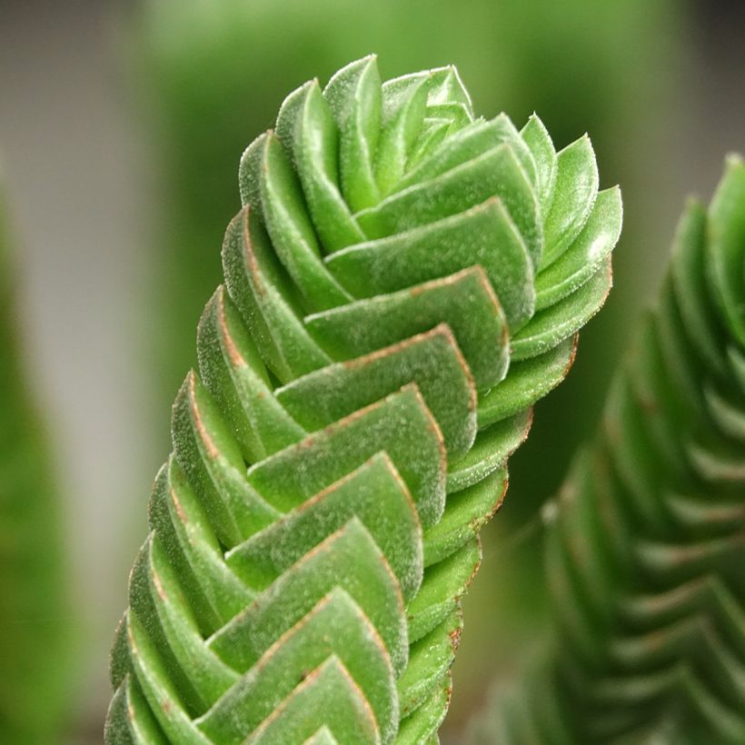 Crassula Buddha's Temple (Blad)