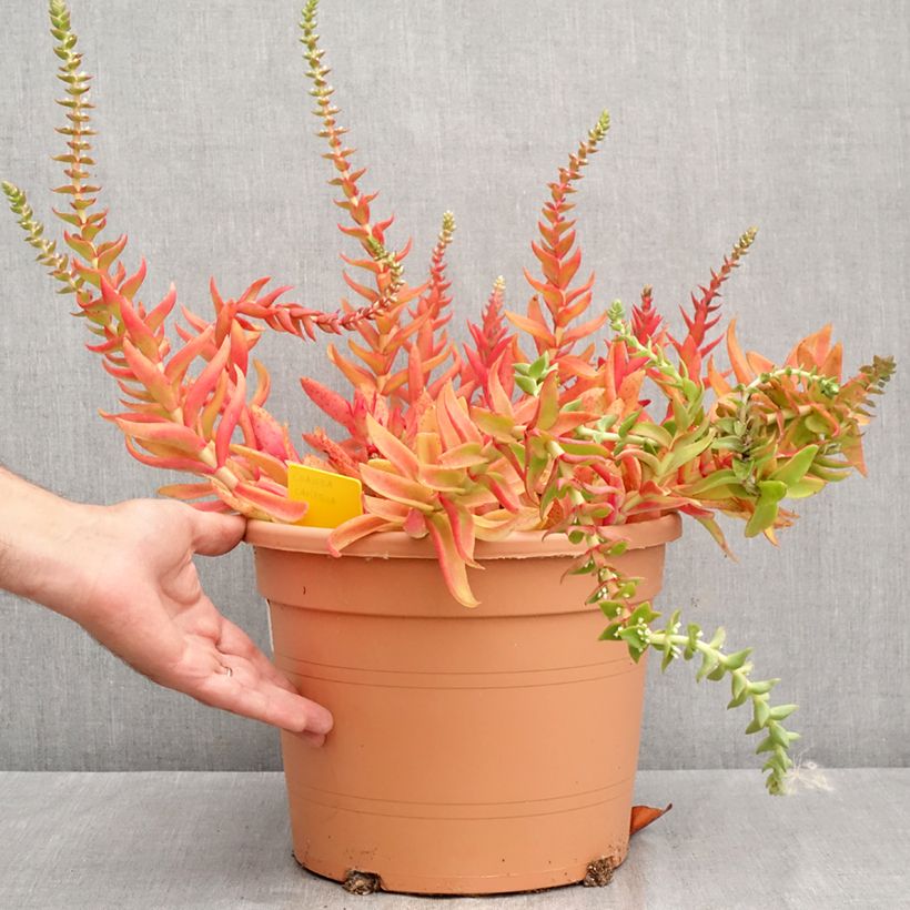 Exemplaar van Crassula capitella - Bladscheerling Pot van 7,5 l/10 l zoals geleverd in de zomer