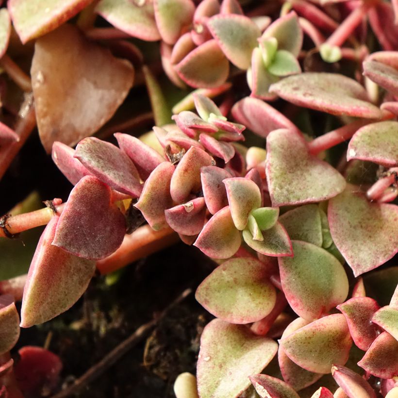 Crassula Desert Diamond - Jadeplant (Blad)