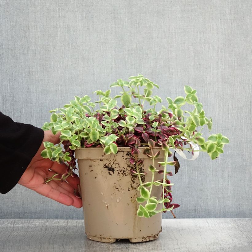 Exemplaar van Crassula Desert Diamond - Jadeplant Pot van 3 l/4 l zoals geleverd in de herfst