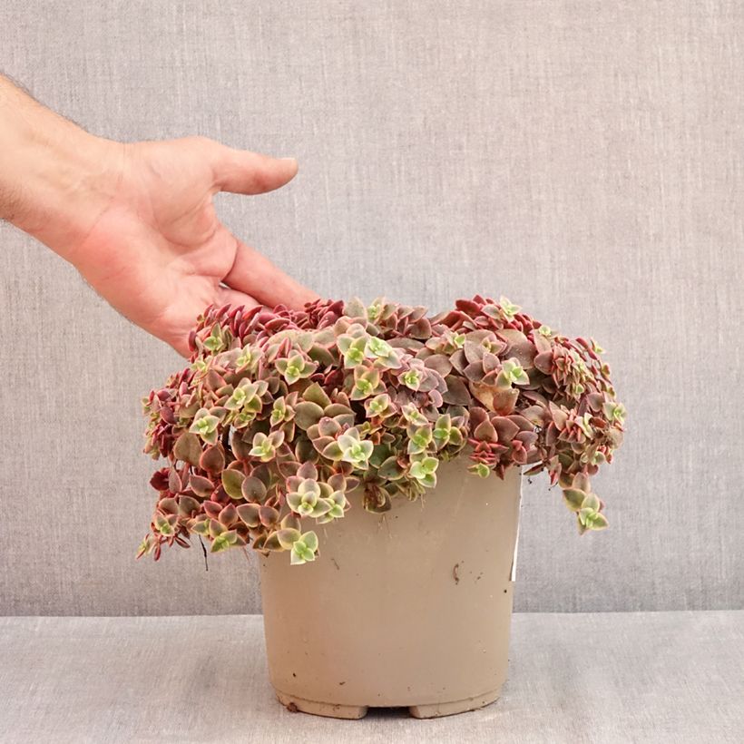 Exemplaar van Crassula Desert Diamond - Jadeplant Pot van 3 l/4 l zoals geleverd in de zomer