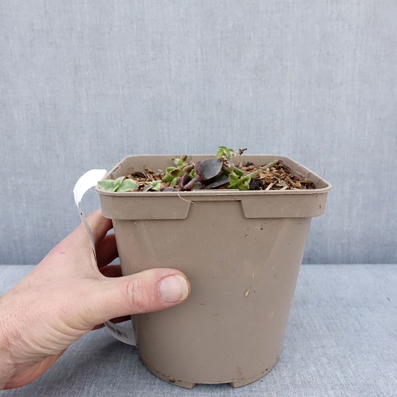 Exemplaar van Crassula Desert Diamond - Jadeplant Pot van 3 l/4 l zoals geleverd in de winter