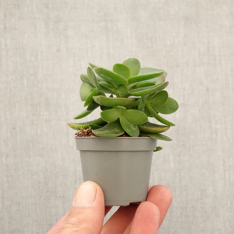 Exemplaar van Crassula Money Maker - Jadestruik Mini-kamerplanten zoals geleverd in de lente