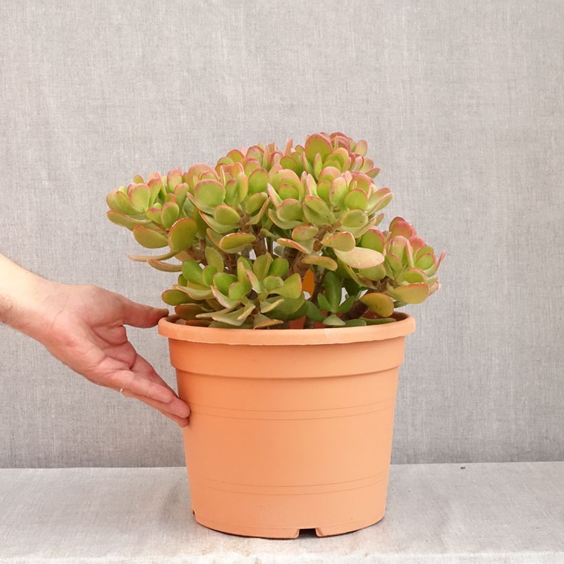 Exemplaar van Crassula ovata - Jadeplant Pot van 7,5 l/10 l zoals geleverd in de zomer