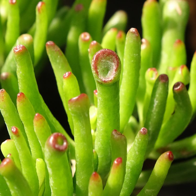 Crassula ovata Hobbit - Jadeplant (Blad)