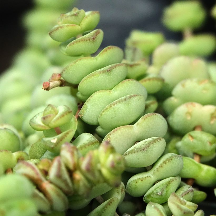 Crassula rupestris subsp. marnieriana (Blad)