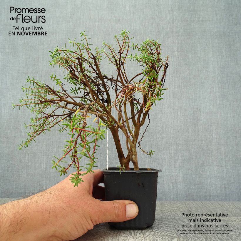 Exemplaar van Crassula sarcocaulis - Bonsai Kweekpotje van 8/9 cm zoals geleverd in de herfst