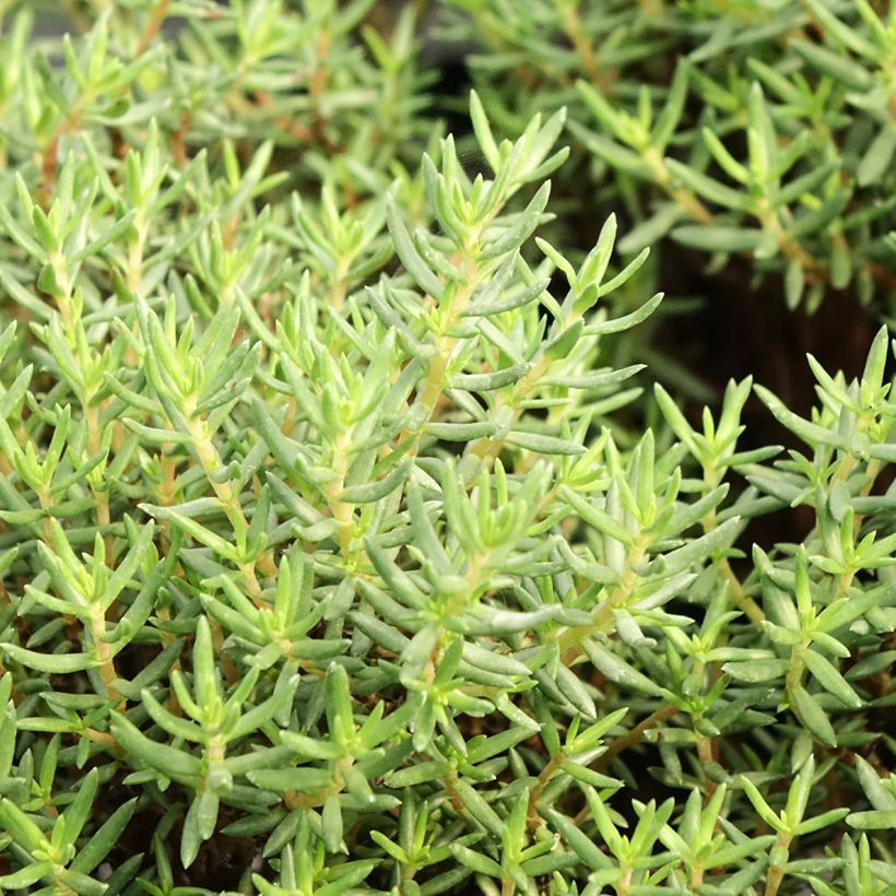 Crassula sarcocaulis - Bonsai (Blad)