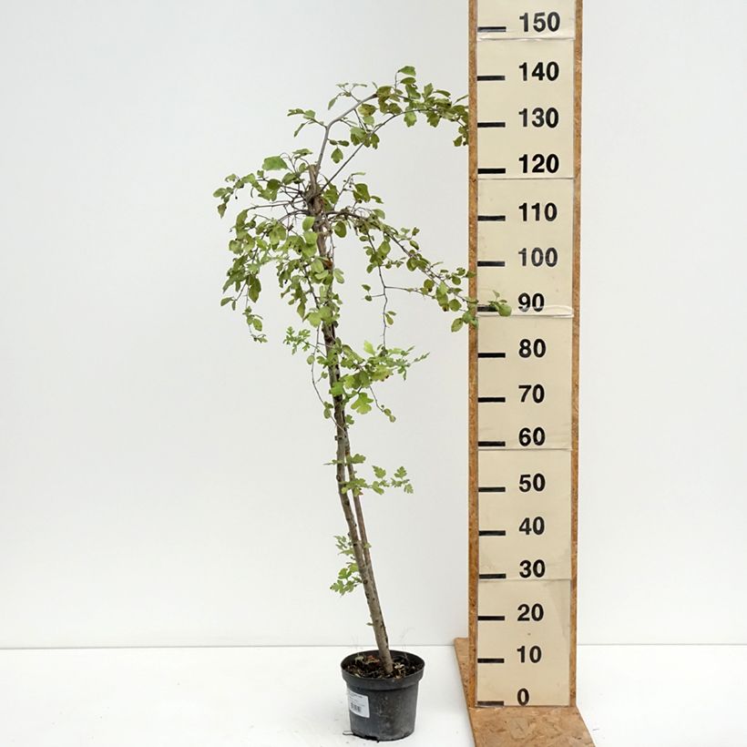 Exemplaar van Crataegomespilus dardarii Jules d'Asnière - Bronvaux mispel Pot van 3 l/4 l, Stengel zoals geleverd in de zomer