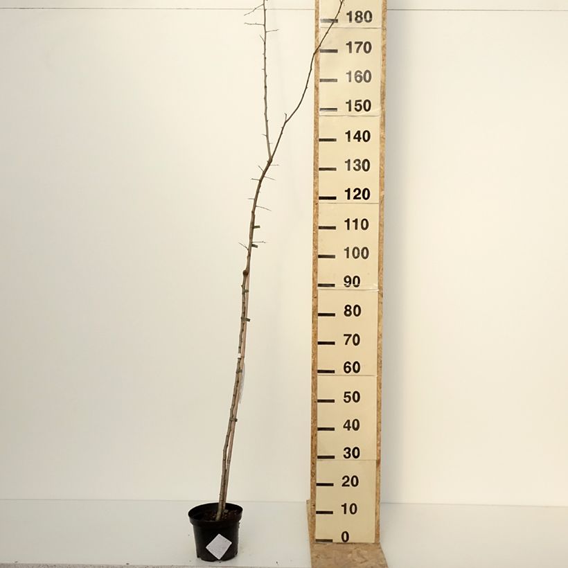 Exemplaar van Crataegomespilus dardarii Jules d'Asnière - Bronvaux mispel Pot van 3 l/4 l, Stengel zoals geleverd in de winter
