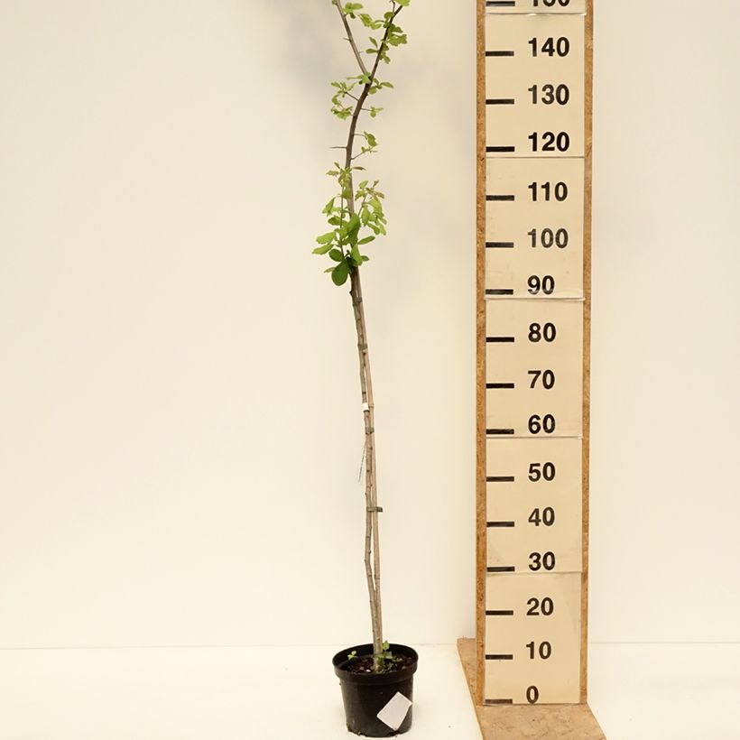 Example of Crataegomespilus dardarii Jules d'Asnière - Bronvaux mispel Pot van 3 l/4 l, Stengel as you get in printemps