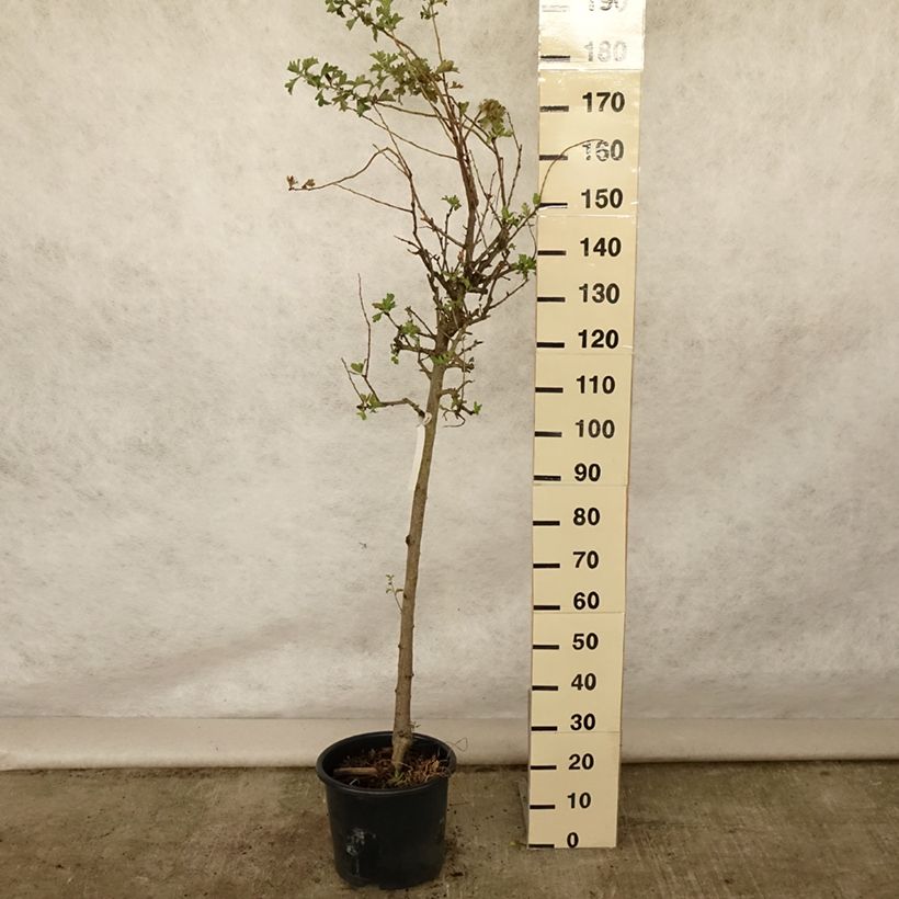 Exemplaar van Crataegus azarolus - Azarooldoorn Pot van 12 l/15 l, Half-hoge stam zoals geleverd in de zomer