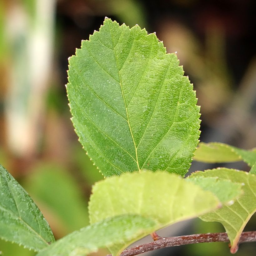 Crataegus crus-galli - Meidoorn (Blad)