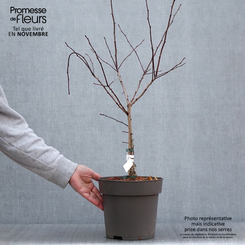 Exemplaar van Crataegus crus-galli - Meidoorn Pot van 6 l/7 l zoals geleverd in de herfst