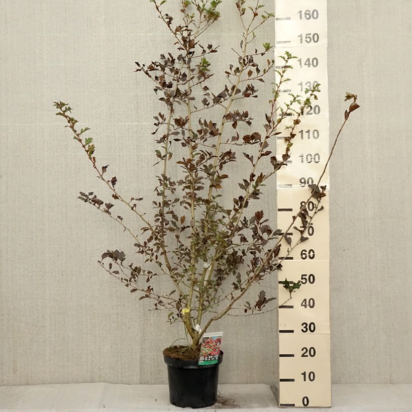 Exemplaar van Crataegus grignonensis - Meidoorn Pot van 7,5 l/10 l zoals geleverd in de herfst