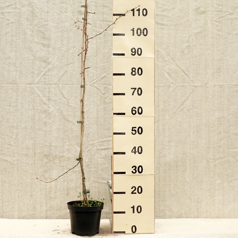 Example of Crataegus laevigata Auriculata - Tweestijlige meidoorn Pot van 3 l/4 l as you get in printemps