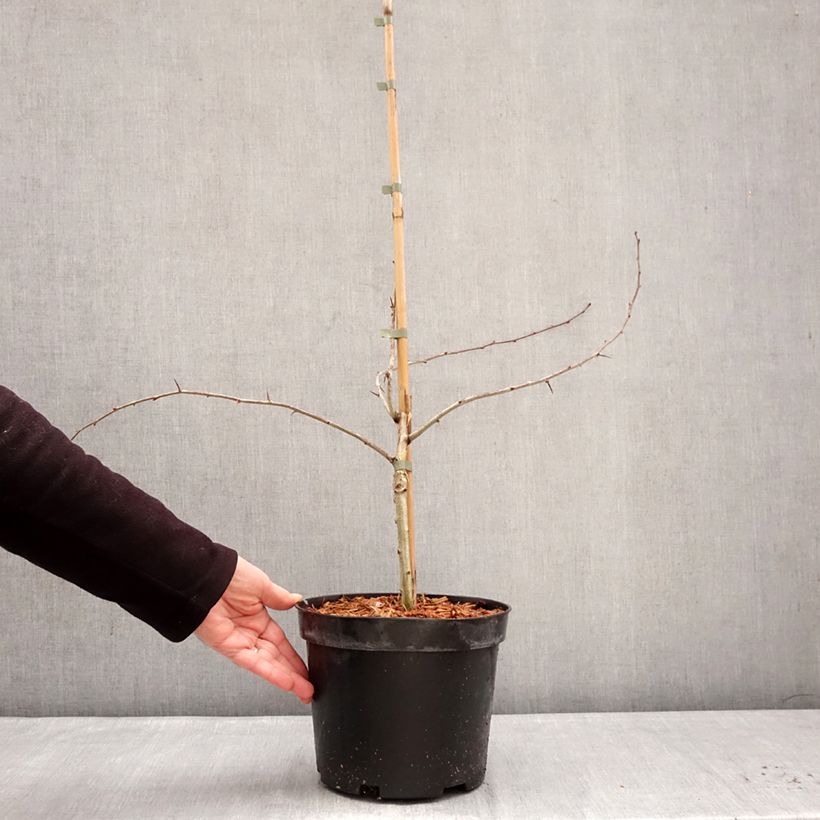 Example of Crataegus laevigata Masekii - Tweestijlige meidoorn Pot van 4 l/5 l, Struik as you get in hiver