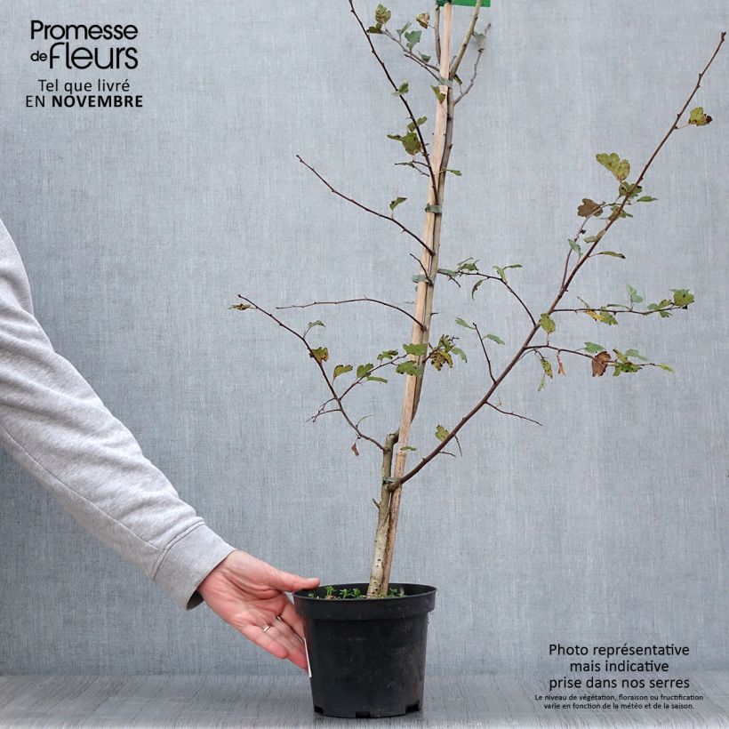 Exemplaar van Crataegus laevigata Mutabilis Ravnholdt - Tweestijlige meidoorn Pot van 4 l/5 l zoals geleverd in de herfst
