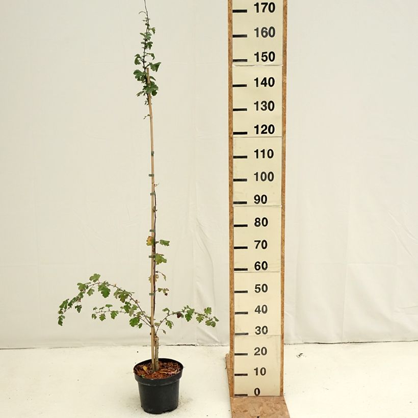 Exemplaar van Crataegus laevigata Princesse Sturdza - Rode meidoorn Pot van 4 l/5 l zoals geleverd in de herfst