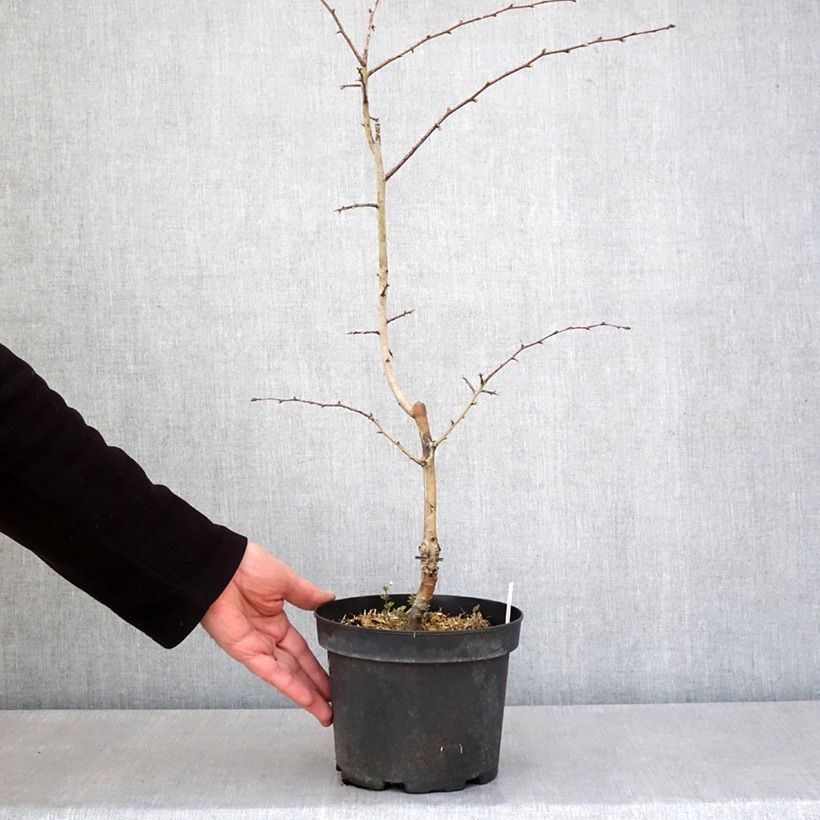 Example of Crataegus laevigata Rosea Flore Pleno - Rode meidoorn Pot van 3 l/4 l as you get in printemps