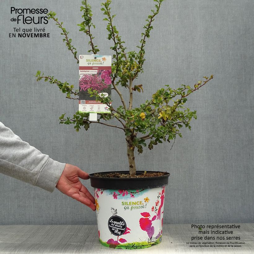 Exemplaar van Crataegus laevigata Rosea Flore Pleno - Rode meidoorn Pot van 7,5 l/10 l zoals geleverd in de herfst