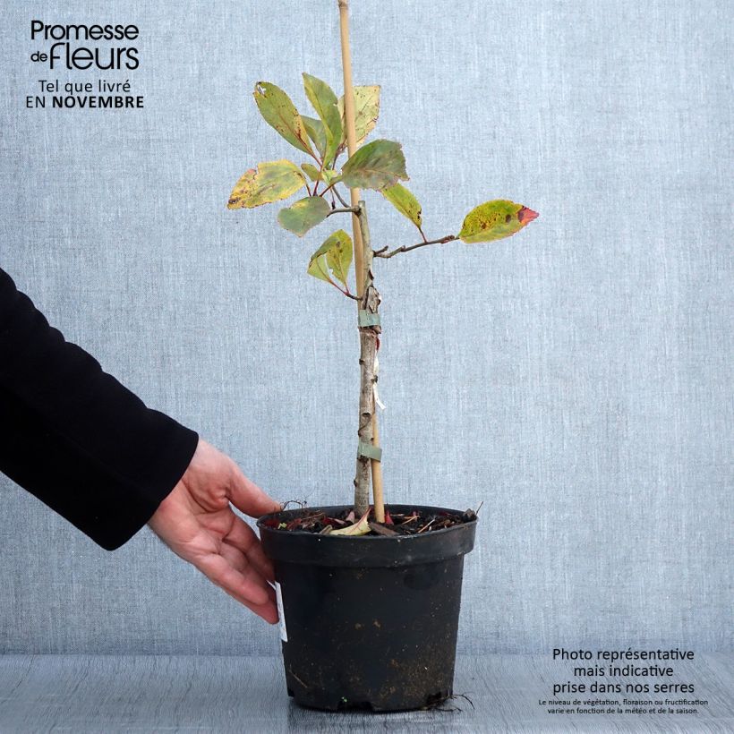 Exemplaar van Crataegus lavallei Carrierei - Bastaard hanespoordoorn Pot van 3 l/4 l zoals geleverd in de herfst