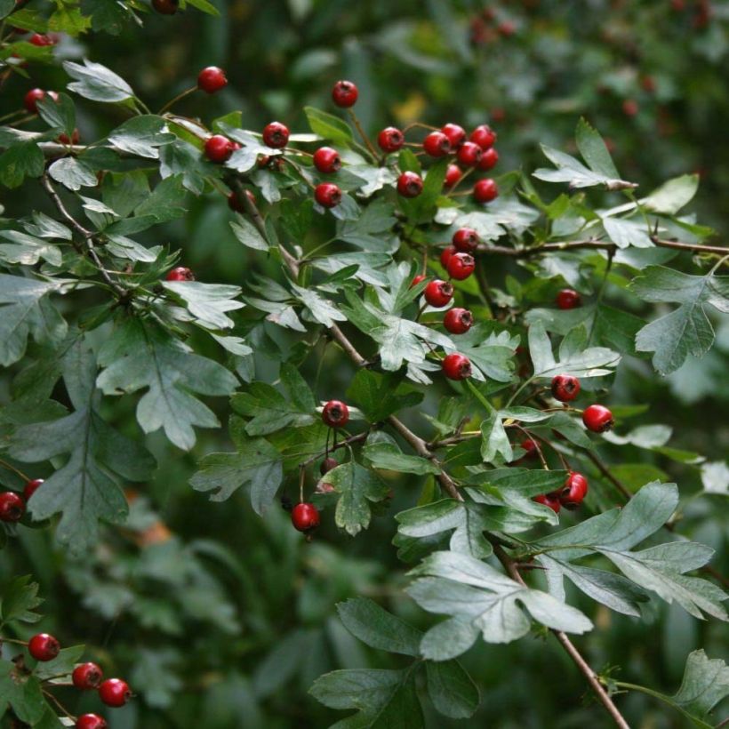Crataegus monogyna - Eenstijlige meidoorn (Blad)