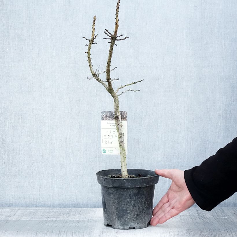 Exemplaar van Crataegus monogyna Compacta - Eenstijlige meidoorn Pot van 3 l/4 l zoals geleverd in de herfst