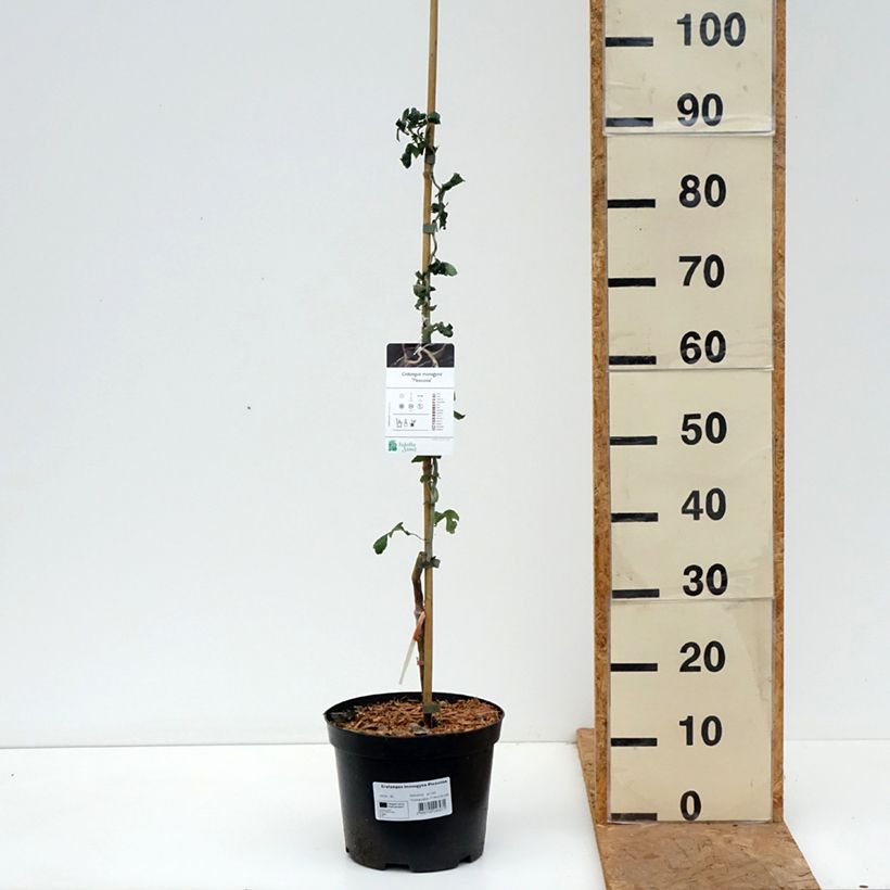 Exemplaar van Crataegus monogyna Flexuosa - Eenstijlige meidoorn Pot van 3 l/4 l zoals geleverd in de herfst