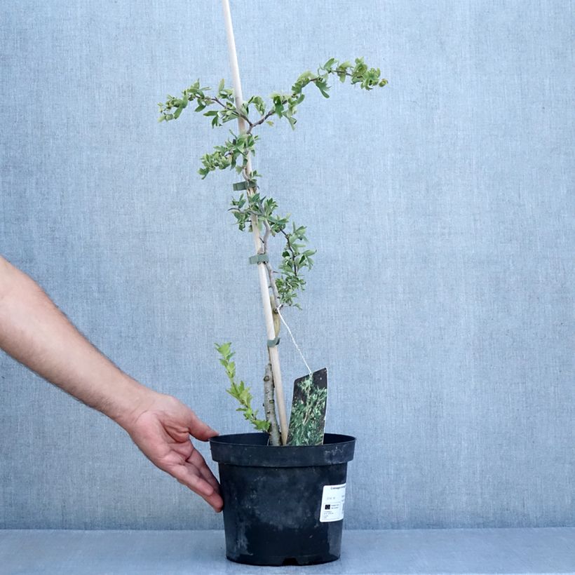 Exemplaar van Crataegus monogyna Flexuosa - Eenstijlige meidoorn Pot van 3 l/4 l zoals geleverd in de zomer