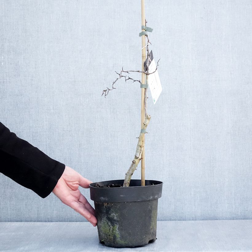 Exemplaar van Crataegus monogyna Flexuosa - Aubépine monogyne Pot de 3L/4L zoals geleverd in de winter