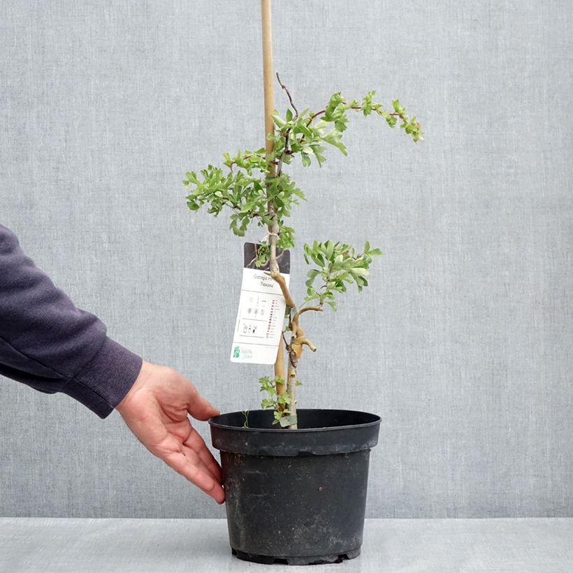 Exemplaar van Crataegus monogyna Flexuosa - Eenstijlige meidoorn Pot van 3 l/4 l zoals geleverd in de lente