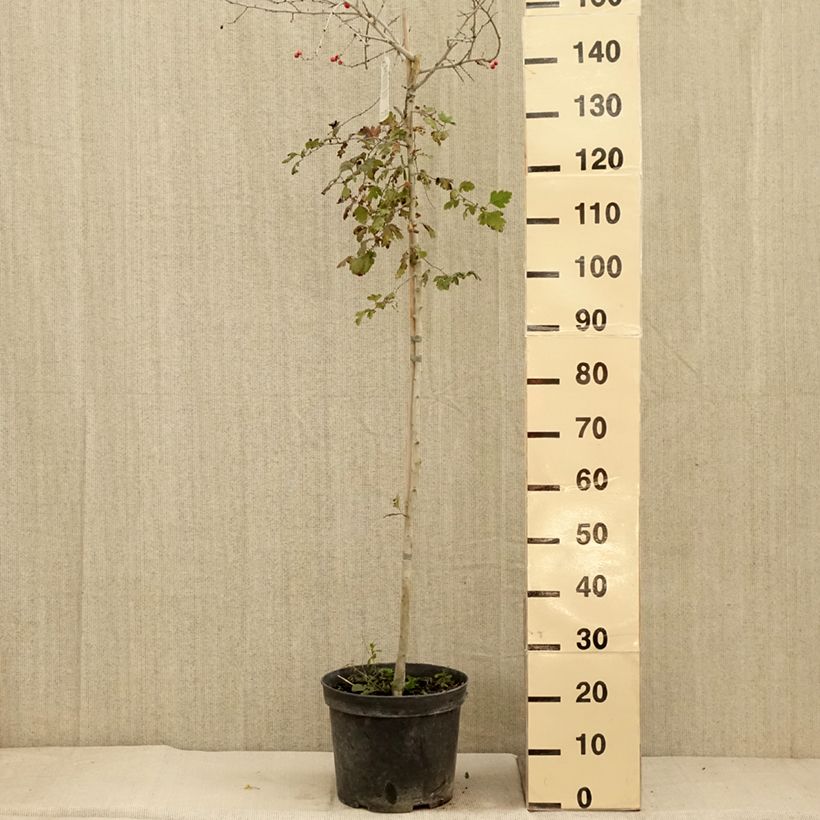 Exemplaar van Crataegus x media (x laevigata) Gireoudii - Aubépine hybride Coupe 7,5L / 10L zoals geleverd in de herfst