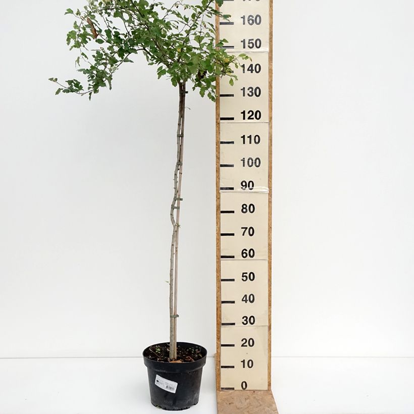 Exemplaar van Crataegus Gireoudii - Eenstijlige meidoorn Inhoud 7,5 l / 10 l zoals geleverd in de zomer