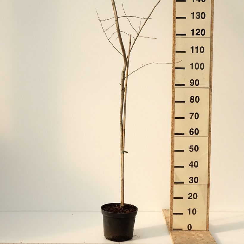 Exemplaar van Crataemespilus grandiflora - Aubépine hybride Pot van 4 l/5 l, Stengel zoals geleverd in de winter